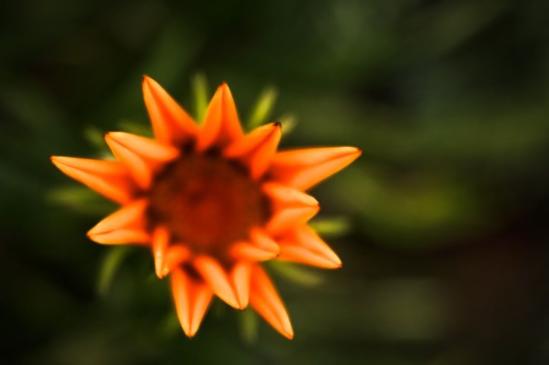 IMAGE: http://i21.photobucket.com/albums/b270/zillig04/_MG_9866.jpg