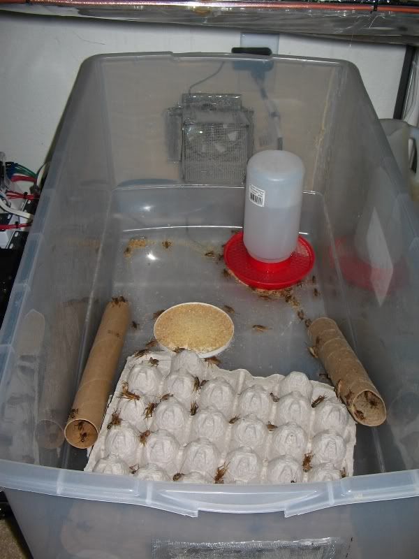 cricket container