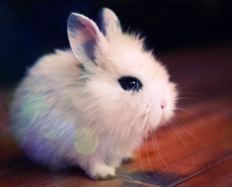 кролики - Страница 3 Minik