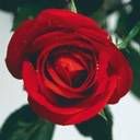 roses Pictures, Images and Photos