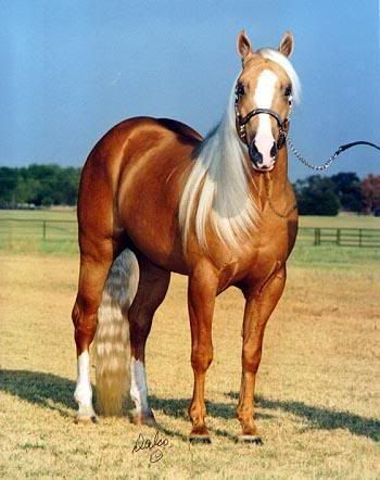 (Palomino Mare)