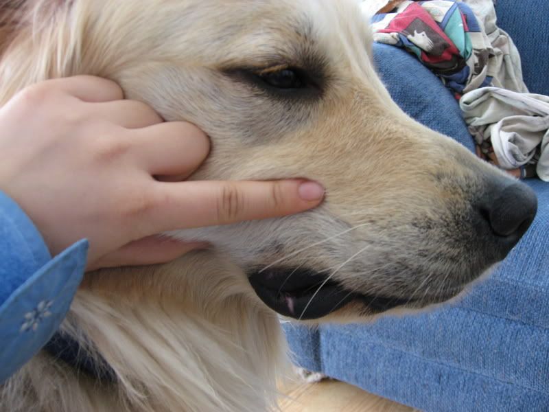 Chappedcracked Lips And Paws Golden Retrievers Golden Retriever Dog