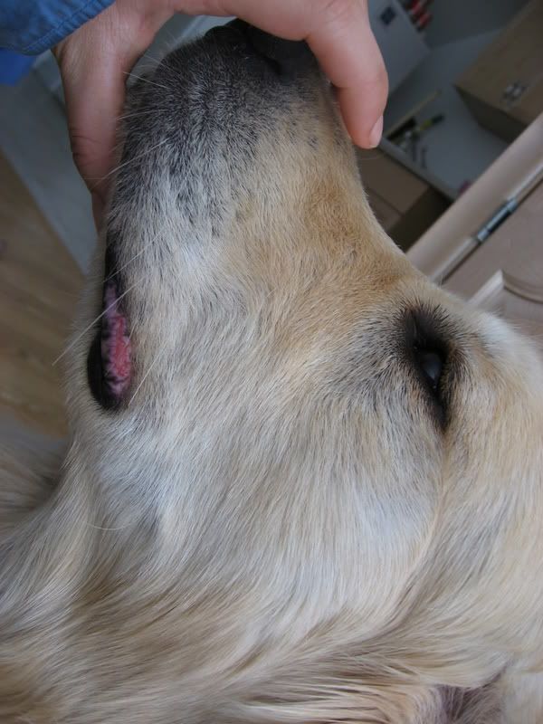 Chapped/Cracked Lips & Paws Golden Retrievers Golden Retriever Dog