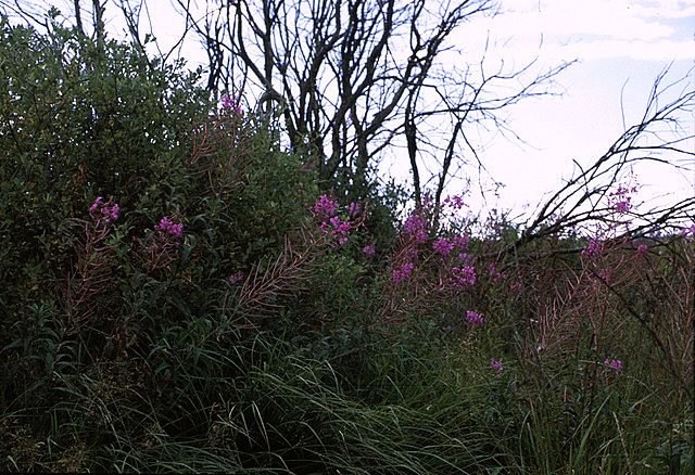 photo ssfast 29.jpg