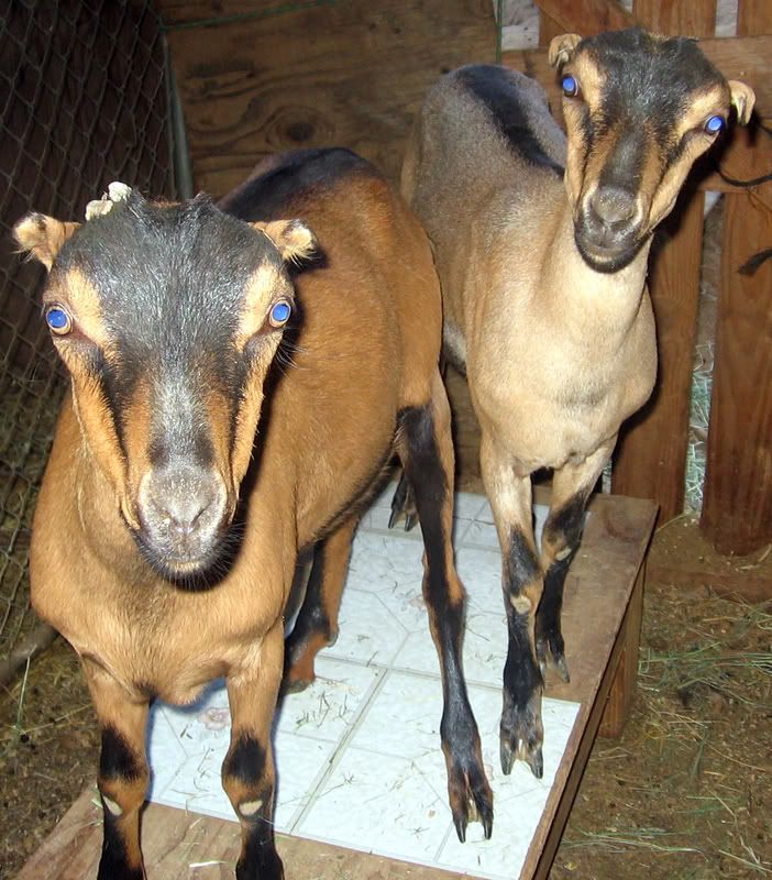 LaMancha X...what kind of ears? - Goats