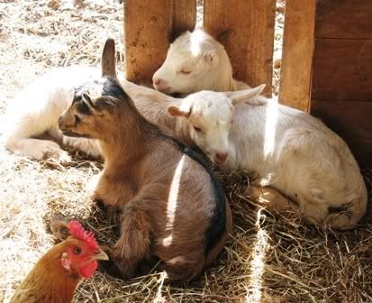 Homestead Pictures Thread.. - Homesteading Questions