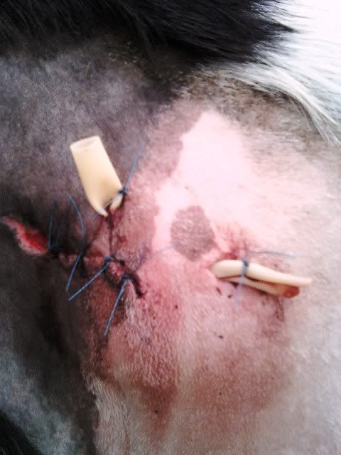 Need a quick answer on goat with infection (should I lance?) - Goats