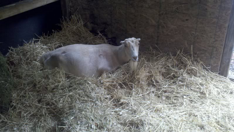 Winnie & Her Nest (looks like today) - Pics - Goats