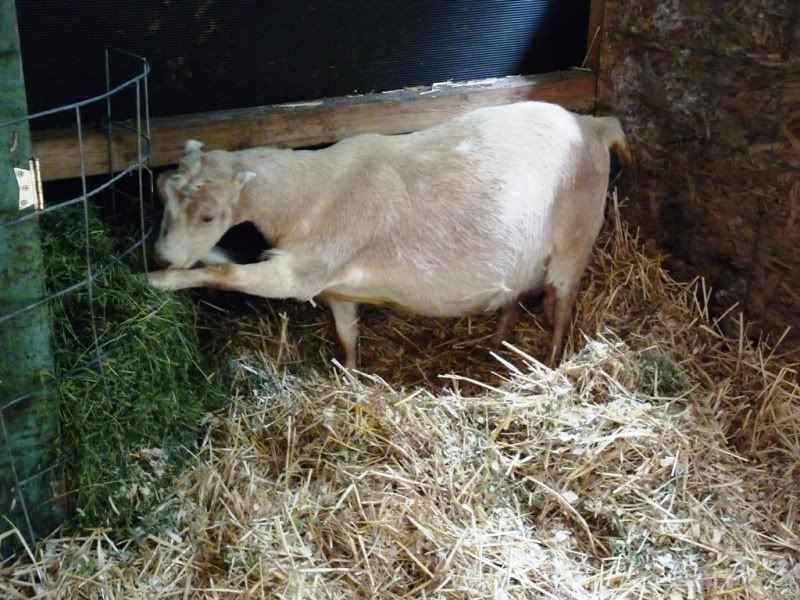 Winnie & Her Nest (looks like today) - Pics - Goats