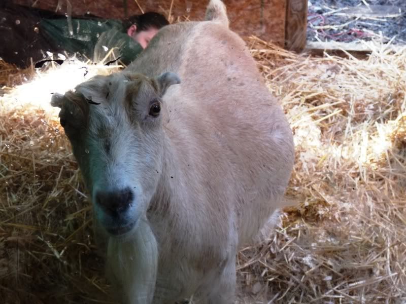 Winnie & Her Nest (looks like today) - Pics - Goats