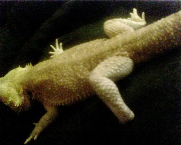 New beardie with Metabolic Bone Disease • Bearded Dragon . org