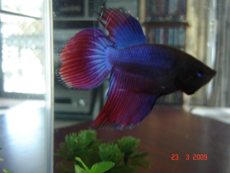 http://i21.photobucket.com/albums/b276/Spiritedsprite/DSC00015-1.jpg