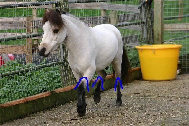 IMAGE(http://i21.photobucket.com/albums/b276/Spiritedsprite/Roo.jpg)