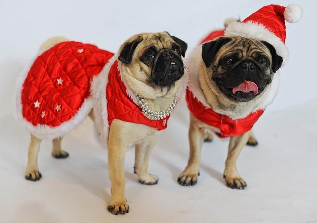 pugchristmas.jpg