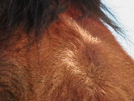 horse face markings. Face markings are so cool!