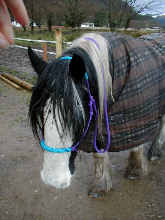 Earth Horse rope halters.. Australia