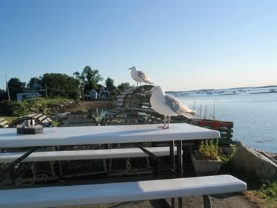 harpswell_3.jpg picture by cynthialord2005