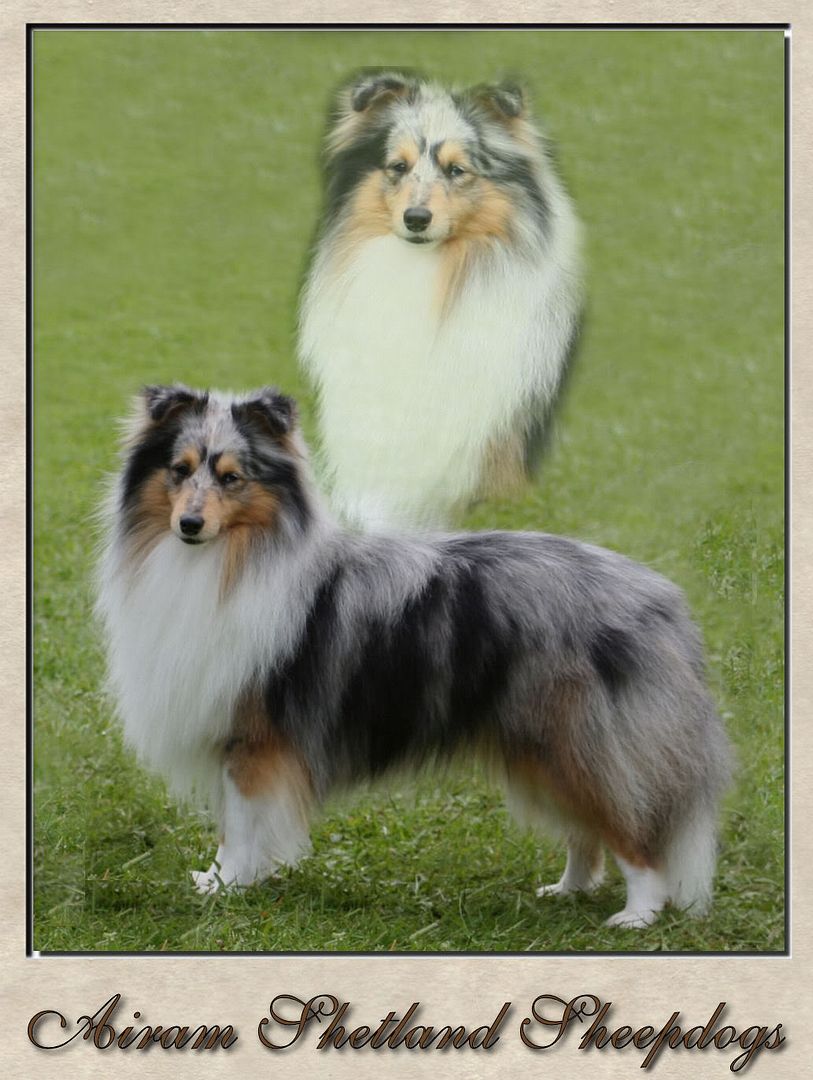 AiramShetlandSheepdogs.jpg