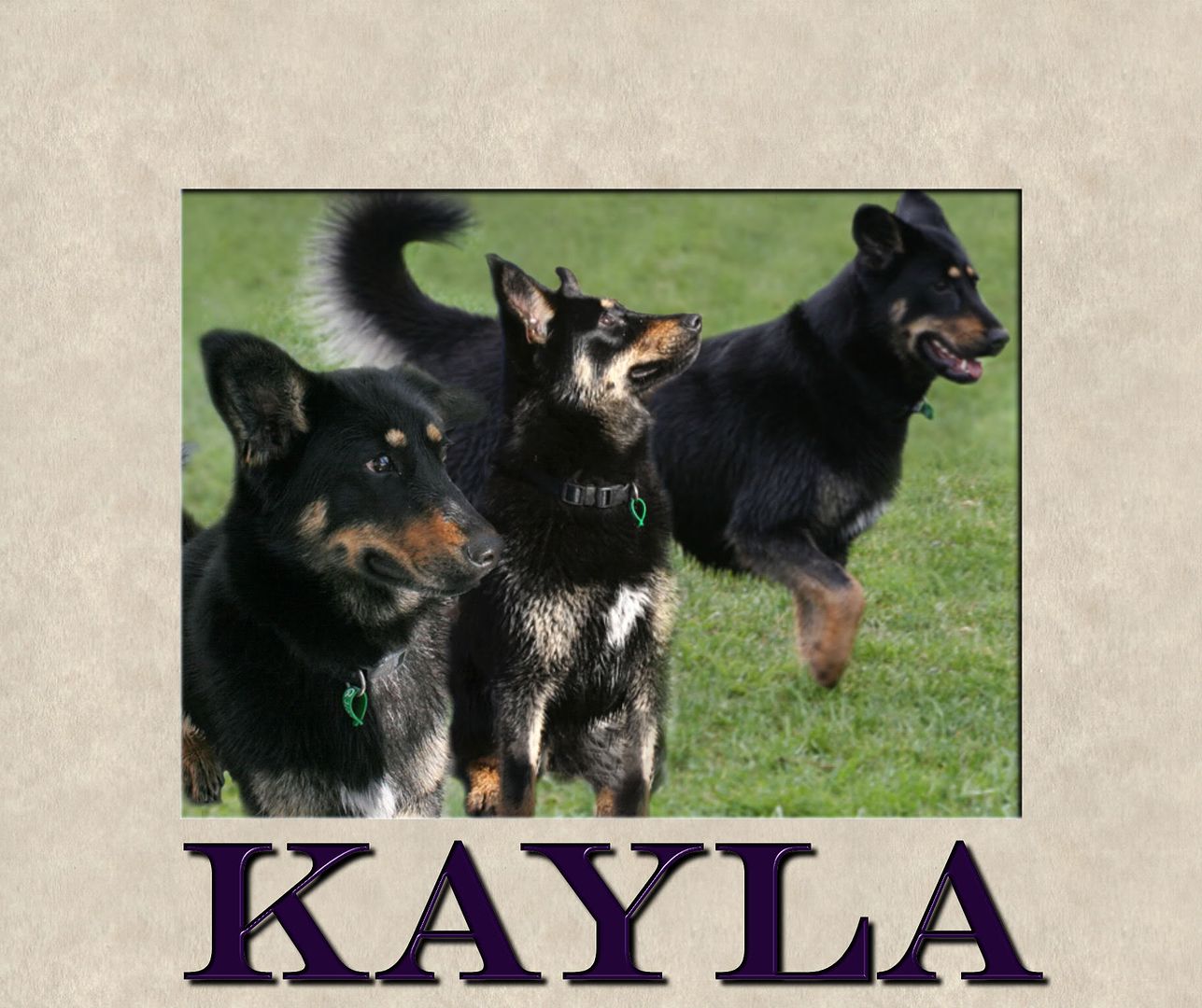 Kayla-1.jpg