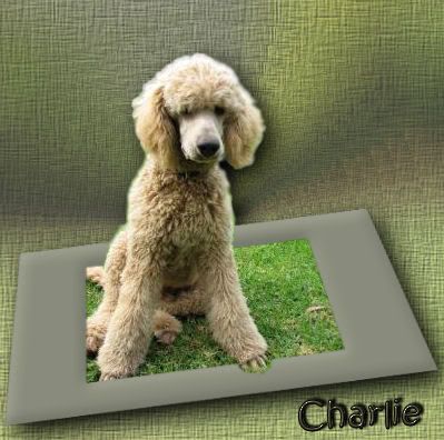 Poodle.jpg