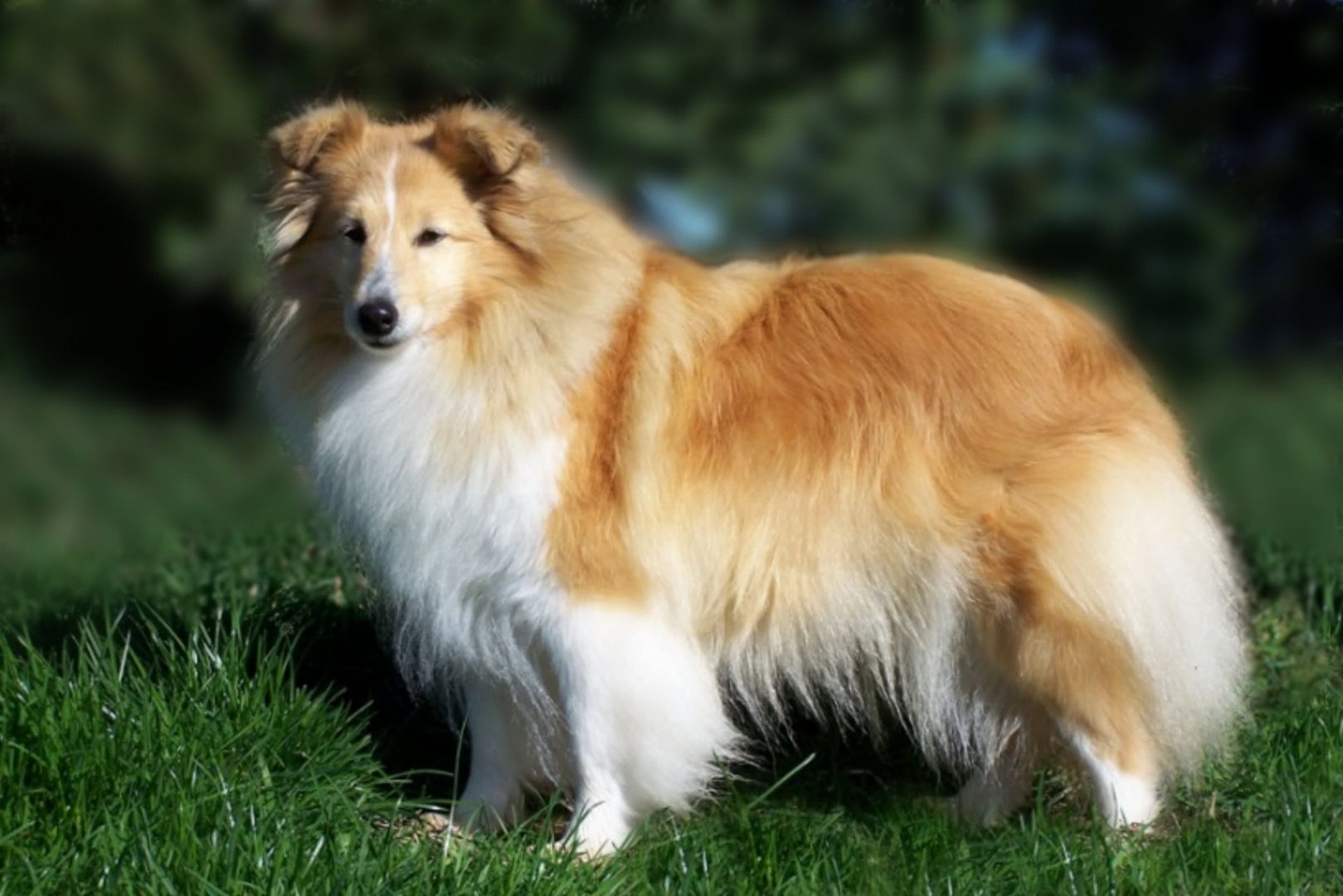 Sheltie2.jpg