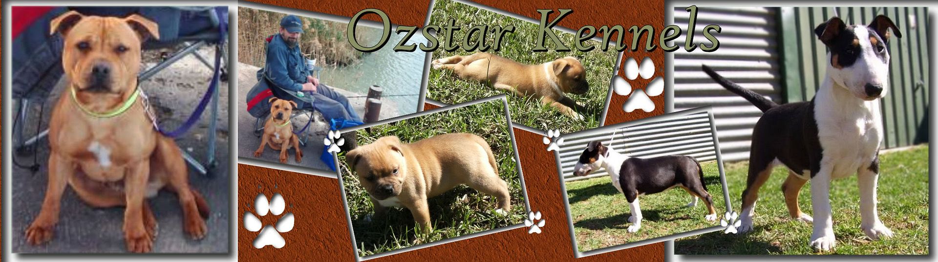 ozstarkennels.jpg