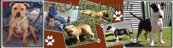 ozstarkennels2.jpg