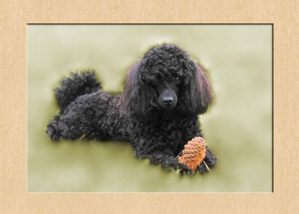 poodle3.jpg