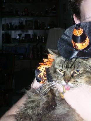 z0025xxHalloweenFancywitch3.jpg