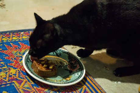 Fang eating his ampuversary