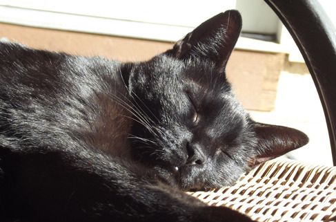 Day 15 - Fang Sleeps Along with the Best of Them