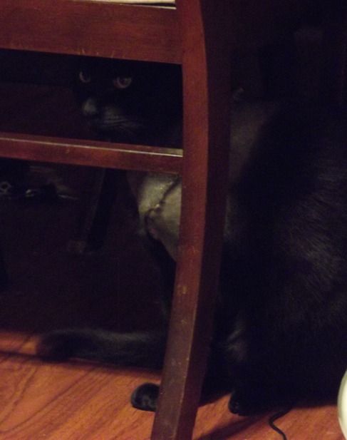 Fang Under Dining Table