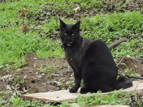 Mmmmmmm, Gopher!