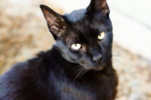 Fang outside at 7 months post-amputation