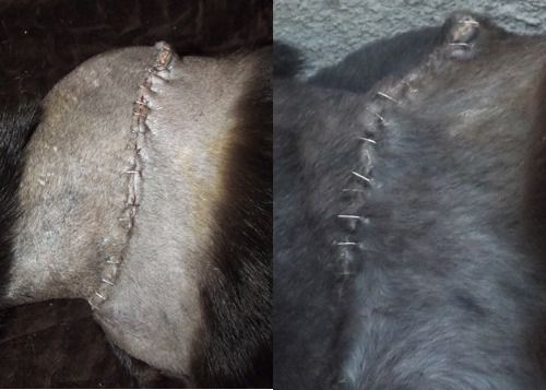 Fang's Staples on Day 3 v. Day 10