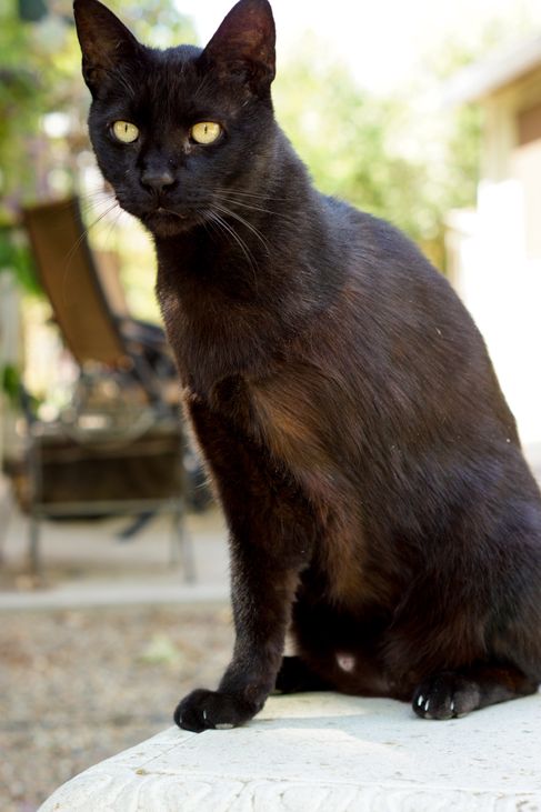 Fang outside, nearly 8 months post amputation