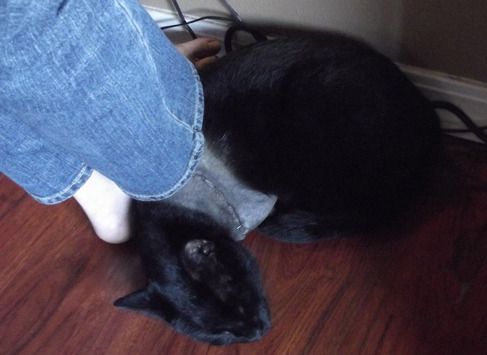 Fang Under The Desk