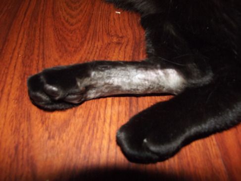 Poor Fang's Foot