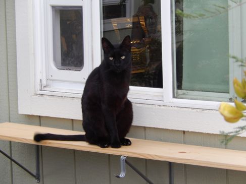 Fang hanging out on his window shelf outside