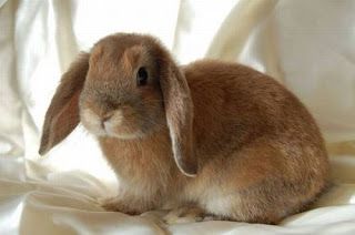 bunny-cute-19_zpsffbbfb31.jpg