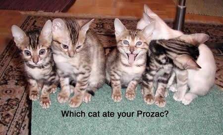 Prozac Kitty