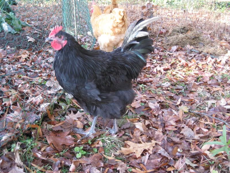 Australorp Rooster