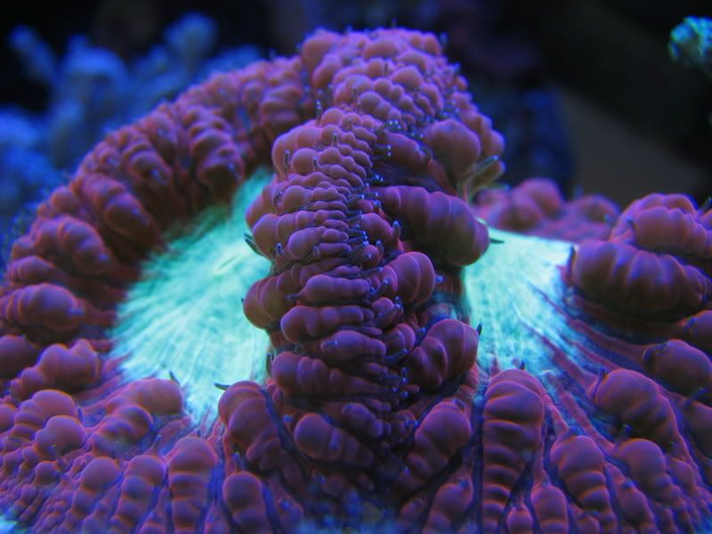 coralblue022.jpg