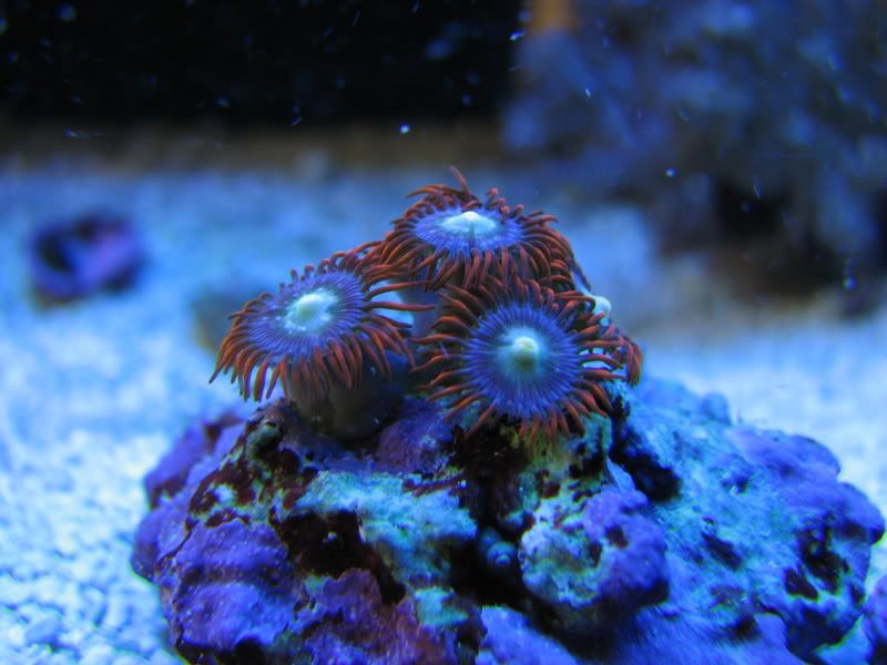 coralblue044.jpg