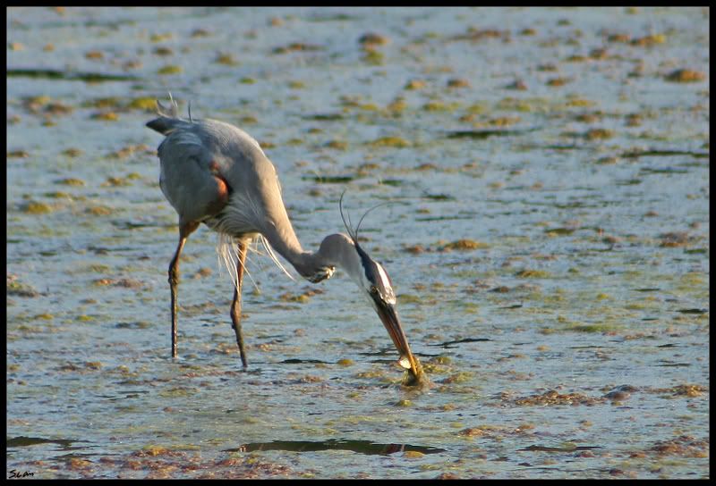 IMAGE: http://i21.photobucket.com/albums/b284/YellowMSP/IMG_8861.jpg