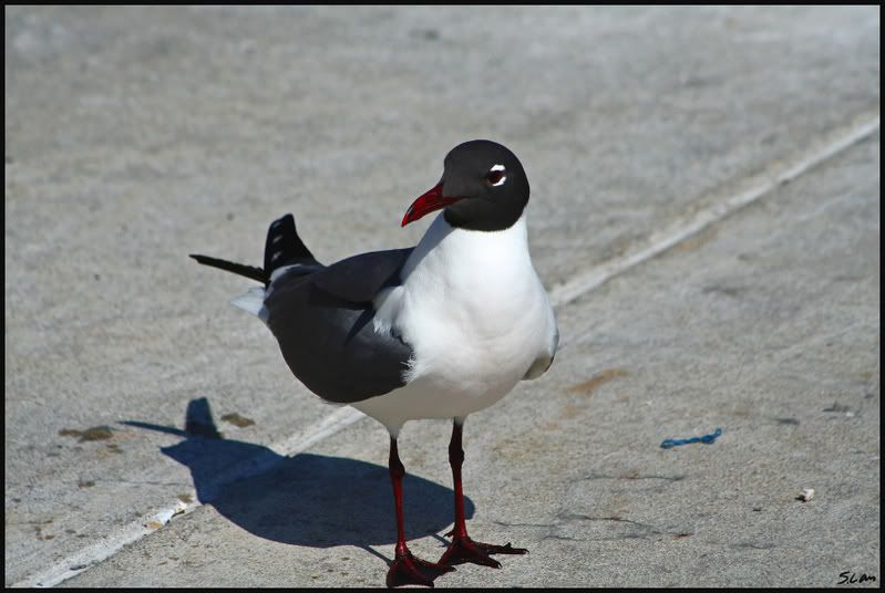 IMAGE: http://i21.photobucket.com/albums/b284/YellowMSP/IMG_8940.jpg