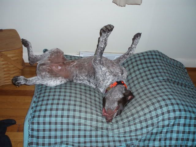 Do You Have Hunting Dogs? - Homesteading Questions