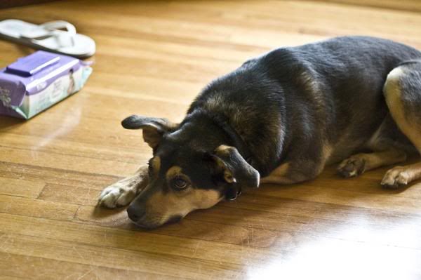 Do You Have Hunting Dogs? - Homesteading Questions