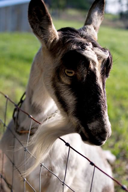 I Haz A Happy! - Goats