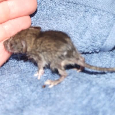 Baby Wild Rats